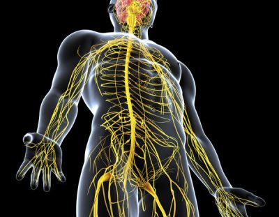 Approche neurodynamique du membre inférieur